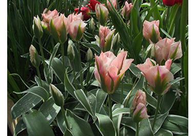 Bulbi da fiore